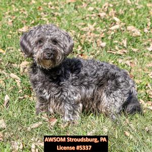 Marty, Miniature Poodle, adult, available for adoption
