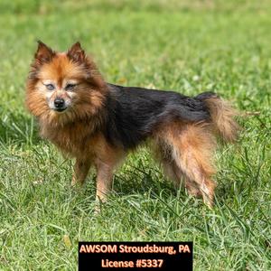 Oracle, Pomeranian, adult, available for adoption