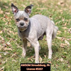 Ross, Shih Tzu, senior, available for adoption