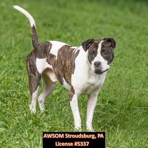Clifford, Pit Bull Terrier, adult, available for adoption