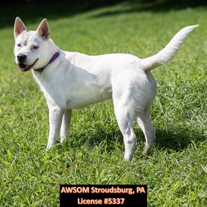 Frozone, German Shepherd Dog, young, available for adoption