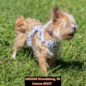 King, Shih Tzu, senior, available for adoption