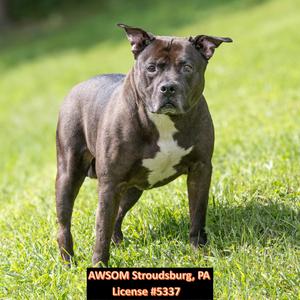 Cash, Pit Bull Terrier, senior, available for adoption