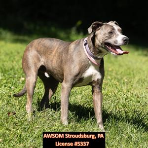 Nashville, Pit Bull Terrier, young, available for adoption