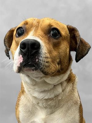 Penny, Pit Bull Terrier Mix, available for adoption