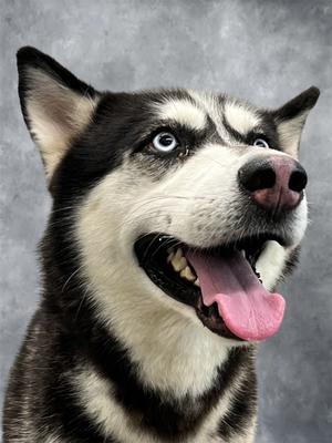 Blaze, Siberian Husky Mix, available for adoption