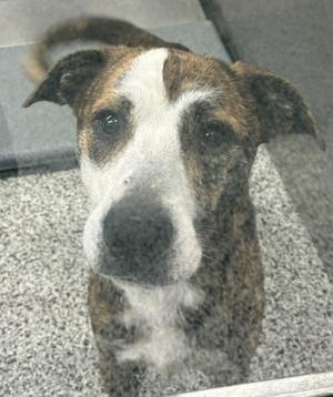 A brindle and white dog looking at the camera.