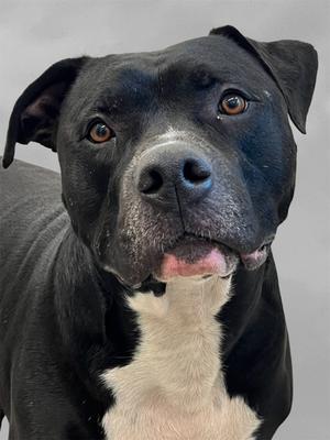 Bubbs, American Pit Bull Terrier Mix, senior, available for adoption