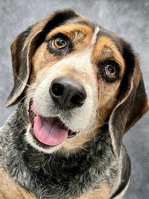 Odie, Beagle and Bluetick Coonhound, available for adoption