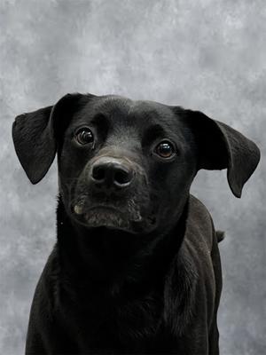 Cooper, Mixed Breed, adult, available for adoption