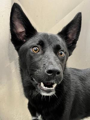 Foxy, German Shepherd Dog Mix, young, available for adoption