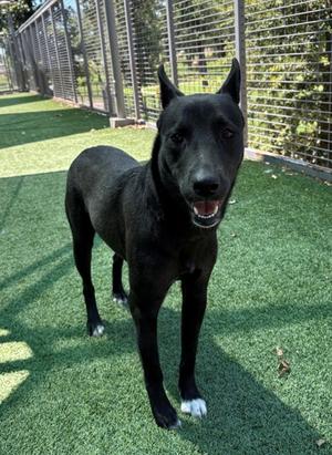 Ivy, German Shepherd Dog Mix, available for adoption