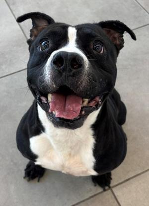 Jimi, Pit Bull Terrier, adult, available for adoption