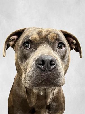 Rax, American Pit Bull Terrier Mix, adult, available for adoption