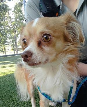 Buster, Chihuahua - Long Haired Mix, available for adoption