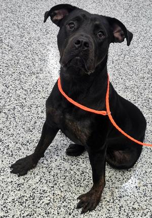 Zeus, Rottweiler Mix, available for adoption
