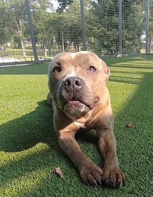 Cava, American Pit Bull Terrier Mix, adult, available for adoption
