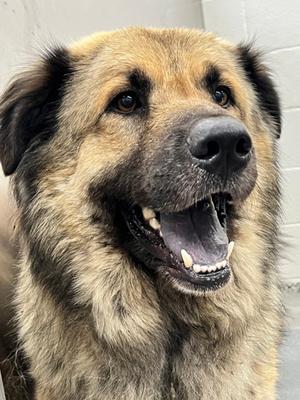 Charlie, Mixed Breed, available for adoption