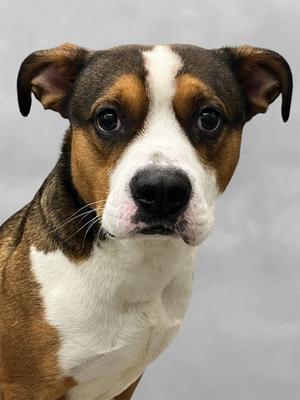 Louie, American Pit Bull Terrier Mix, available for adoption