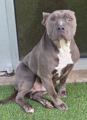 A blue pit bull dog sitting on artificial grass with a large window in the background.