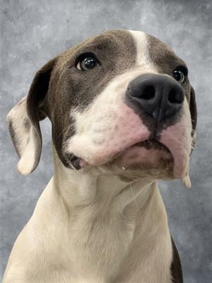 Silas, Mixed Breed, available for adoption