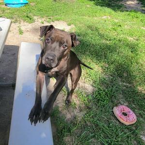 Brooklyn, Mixed Breed (Medium), adult, available for adoption