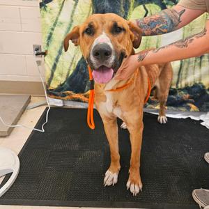 Buck, Mixed Breed (Large), adult, available for adoption