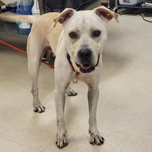 a light-colored dog standing on a tiled floor