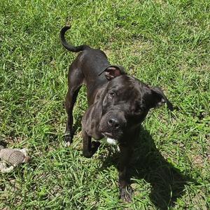 Bodee, Mixed Breed (Medium), adult, available for adoption