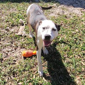 Asics, Mixed Breed (Medium), adult, available for adoption