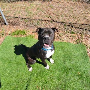 A black and white dog sitting on artificial grass, wearing a blue collar, with a chain-link fence in the background.