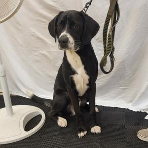 Blacky, Mixed Breed (Large), adult, available for adoption