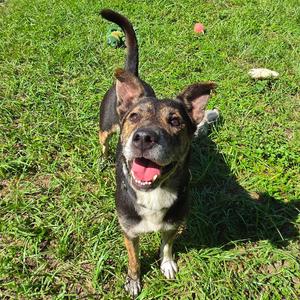 Bud, Mixed Breed (Medium), adult, available for adoption