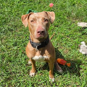Coco Chanel, Mixed Breed (Large), adult, available for adoption