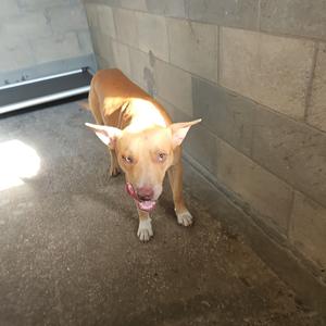 A brown dog with pointed ears and a pink tongue sticking out, standing in a concrete enclosure.
