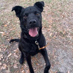 Cheech, Mixed Breed (Medium), senior, available for adoption