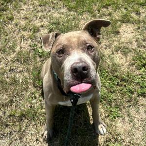 Chester, Mixed Breed (Medium), senior, available for adoption