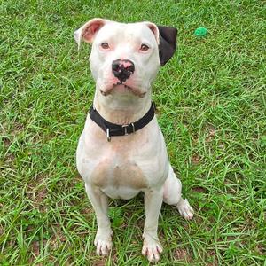 Casper, Mixed Breed (Medium), adult, available for adoption