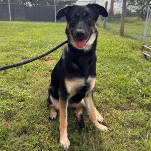 Bubbles, Shepherd, German, adult, available for adoption