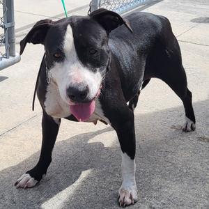 Chanel, Mixed Breed (Large), adult, available for adoption