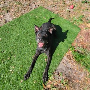 A black dog lying on a green artificial grass mat in a yard, with its mouth open and tongue out, looking happy.