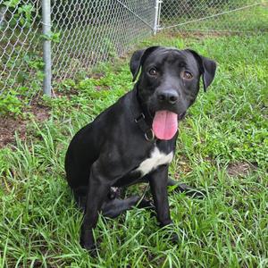 Atlas, Mixed Breed (Medium), adult, available for adoption