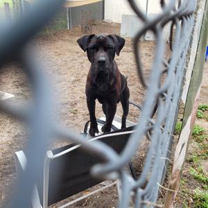 A black dog standing behind a chain-link fence, looking through the links at the camera.