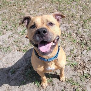 A happy brown dog with a blue collar sitting on a patch of grass and dirt.