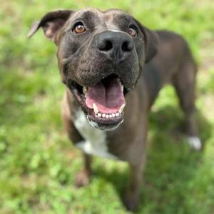 BomBom, Mixed Breed (Medium), adult, available for adoption