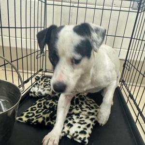 Biscuit, Mixed Breed (Medium), adult, available for adoption