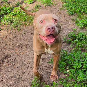 Big, Mixed Breed (Large), senior, available for adoption