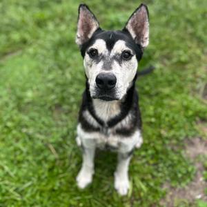 Denali, Mixed Breed (Large), adult, available for adoption