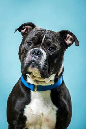 Daniel, English Bulldog Mix, adult, available for adoption