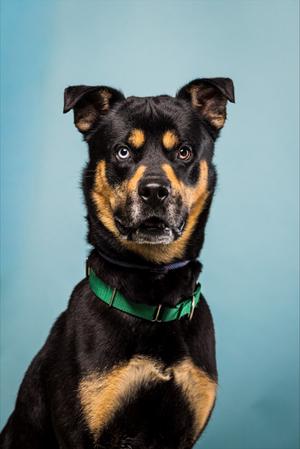 Axel, Siberian Husky and Rottweiler, adult, available for adoption